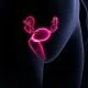 Imagem do corpo humano com o útero cor de rosa